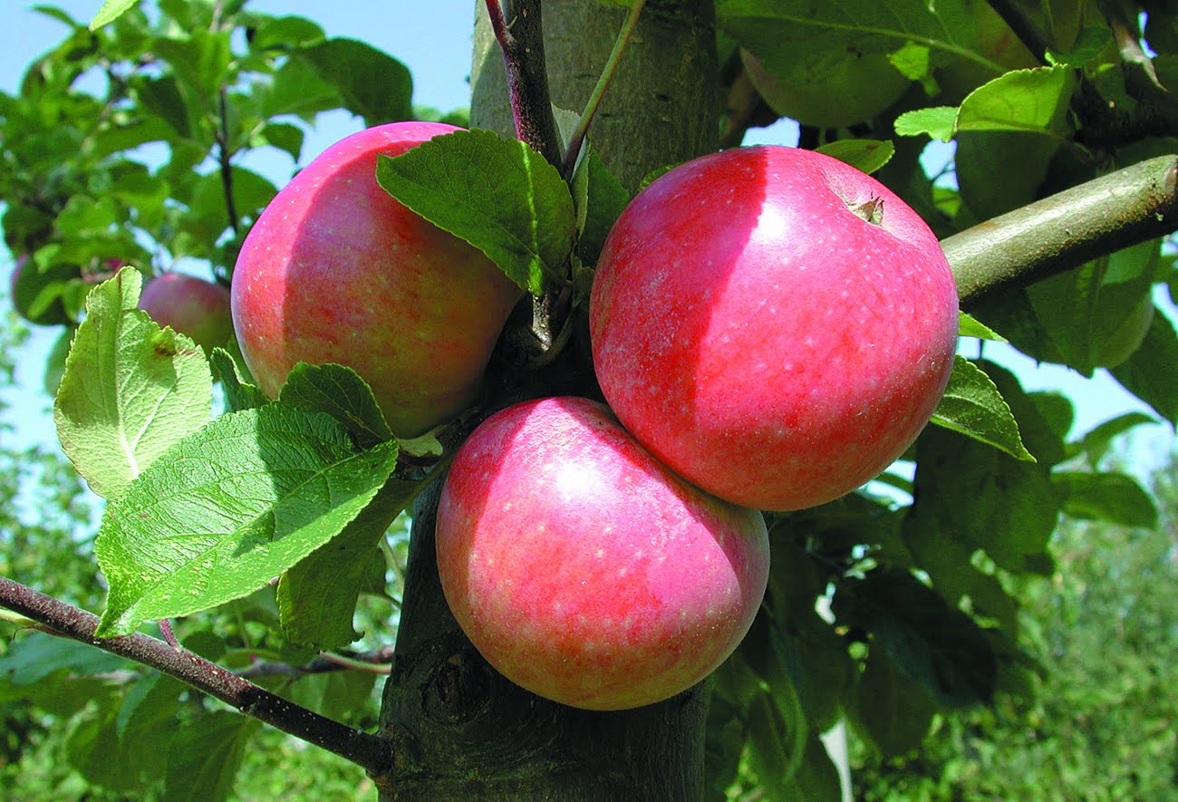 Amorosa (Röd Aroma) Äpple