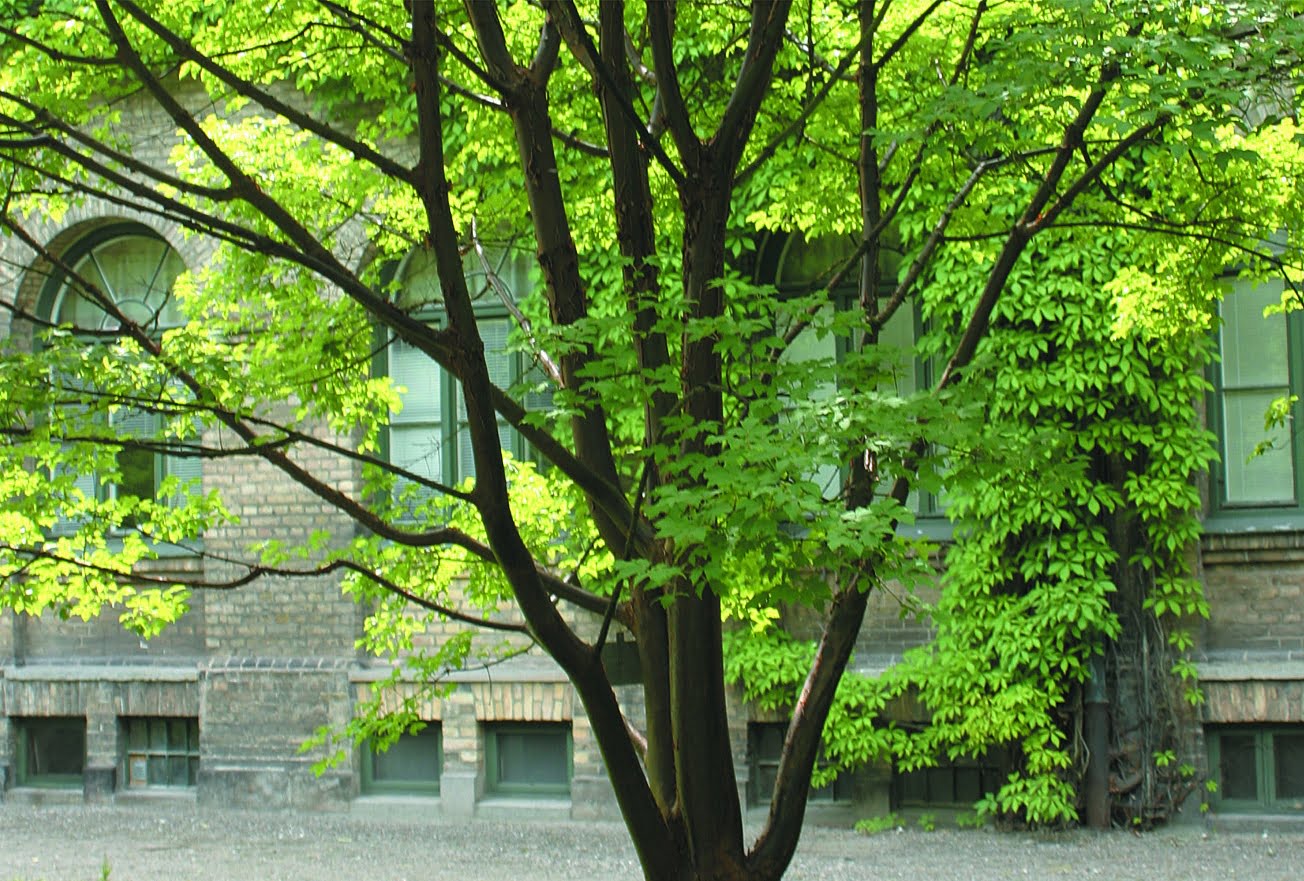 Kopparlönn Acer griseum