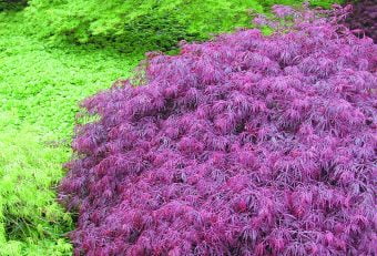 Japansk dvärglönn Acer palmatum ’Crimson Queen’