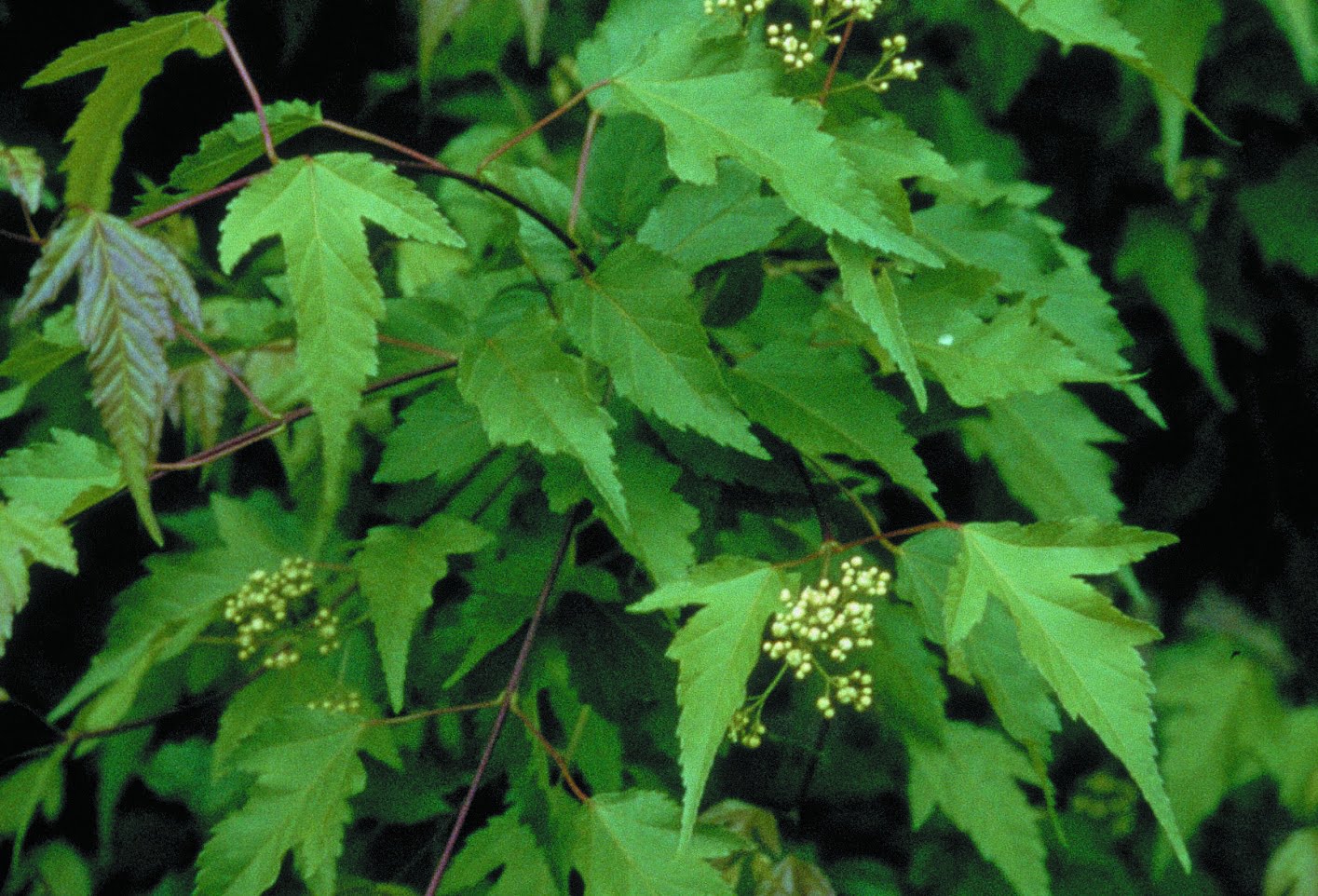 Ginnalalönn Acer tataricum ssp ginnala E