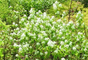 Bärhäggmispel Amelanchier alnifolia