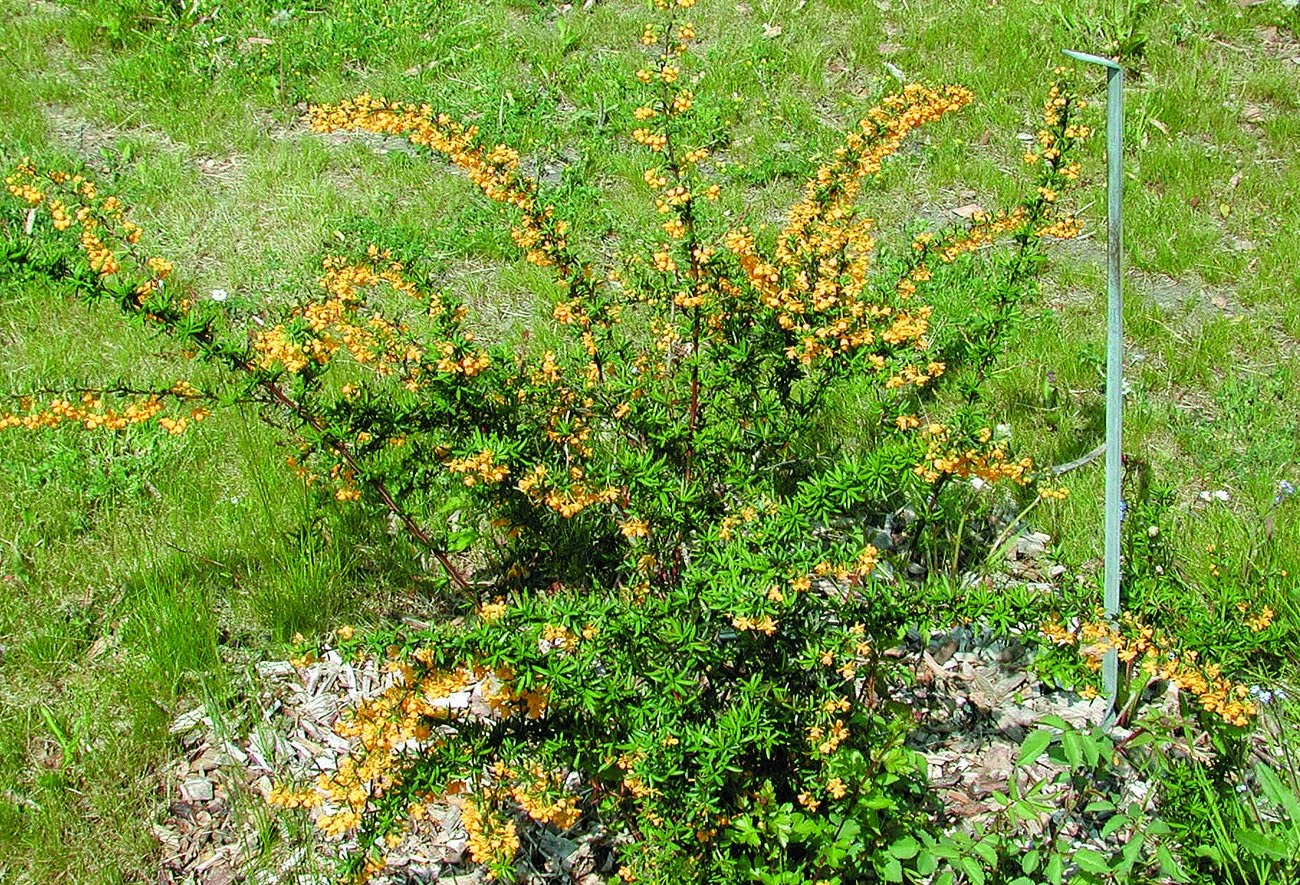Barrberberis Berberis stenophylla