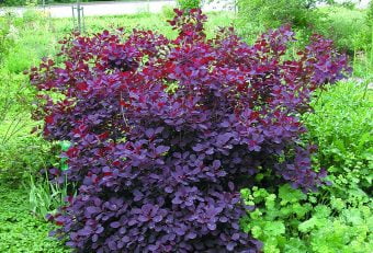 Röd perukbuske Cotinus coggygria ’Royal Purple’