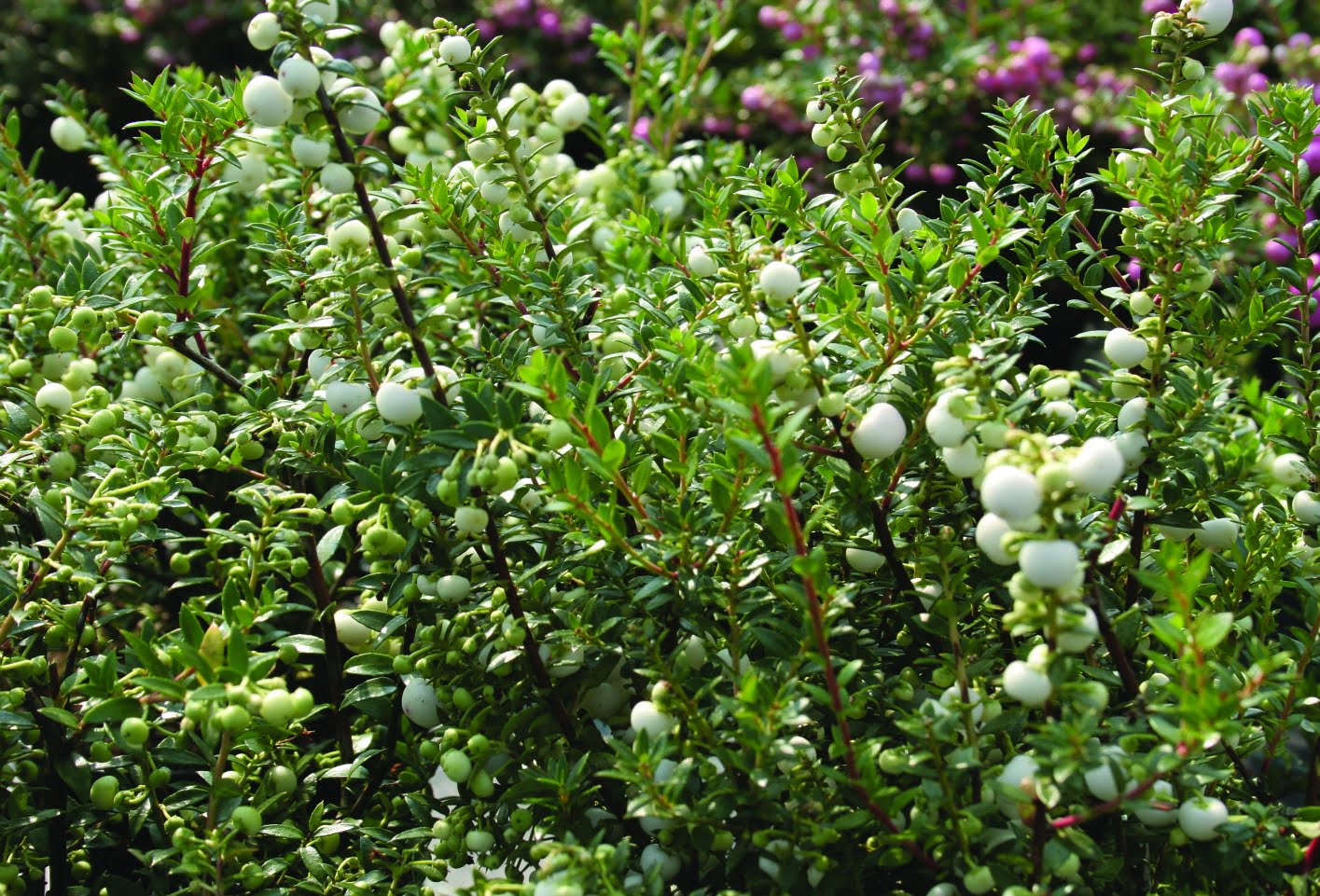 Bärljung Gaultheria mucronata ‘Alba’ (honplanta)