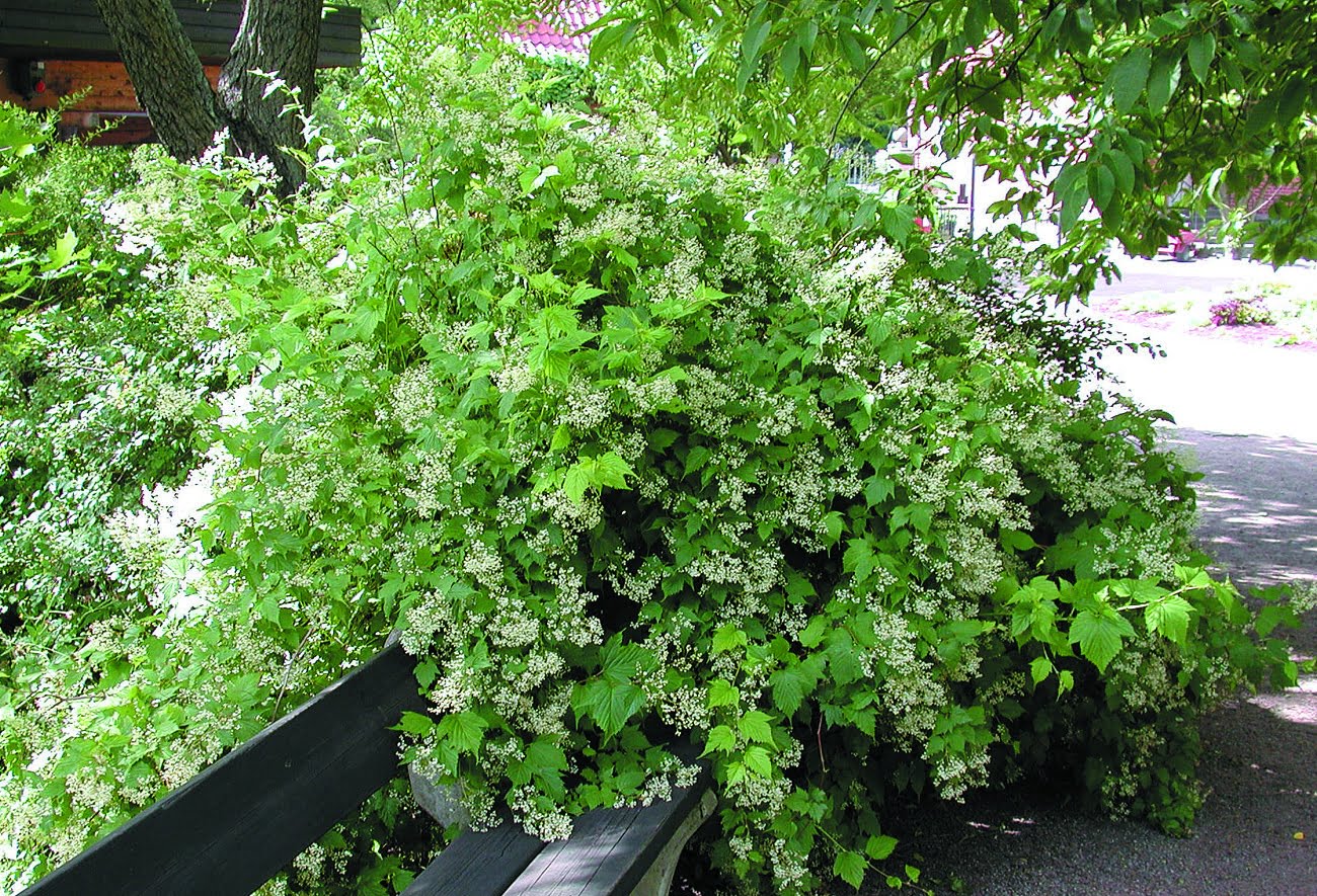 Vippspirea Holodiscus discolor
