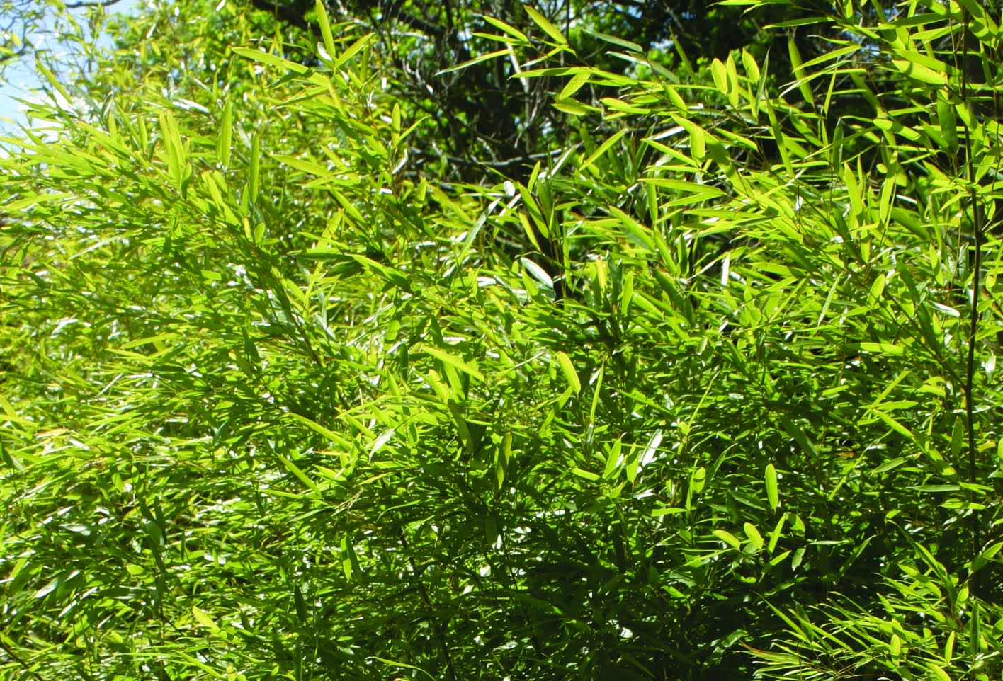 Bambu Phyllostachys propinqua