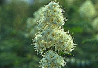 Liten rönnspirea Sorbaria grandiflora ’Maia ’E Växtsätt: Kompakt