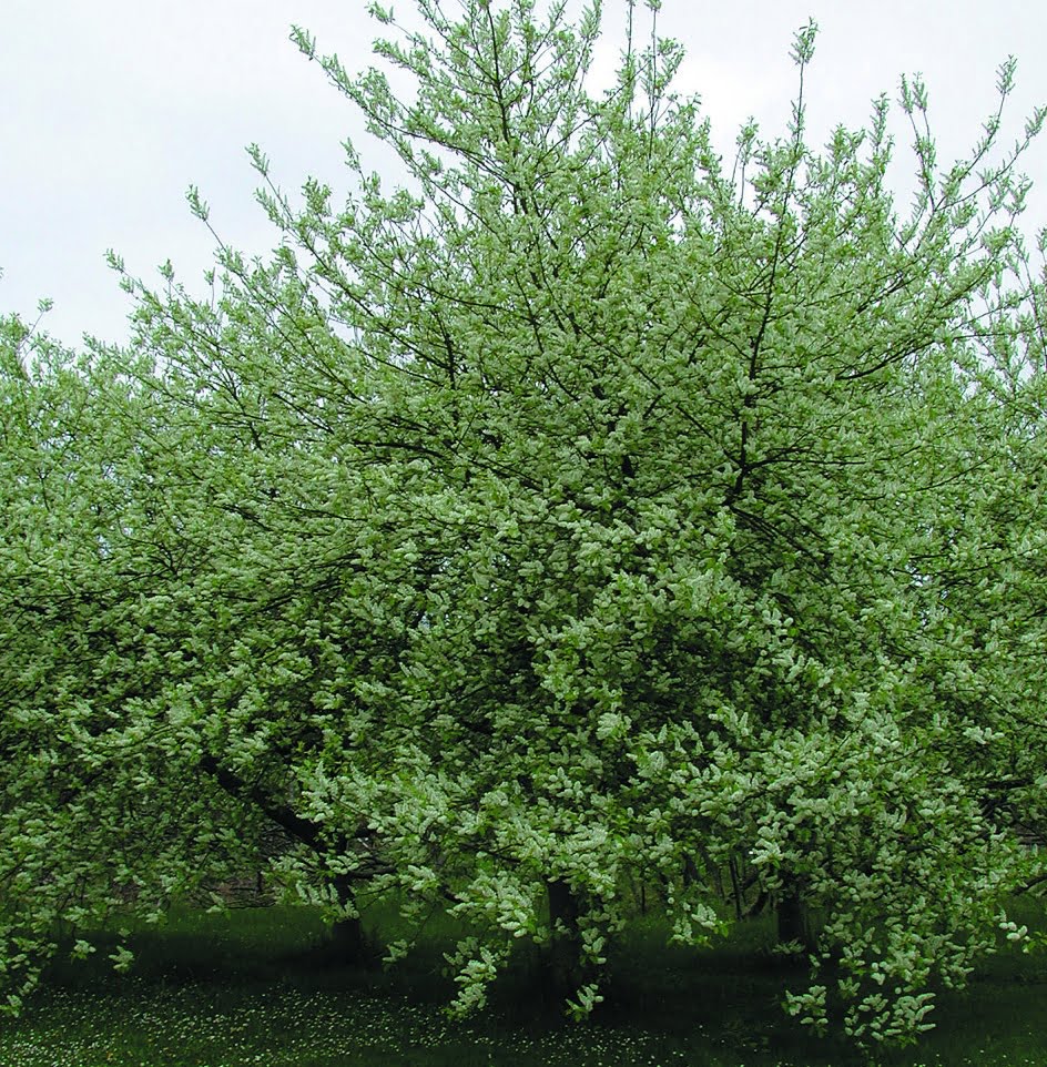 Hägg Prunus padus