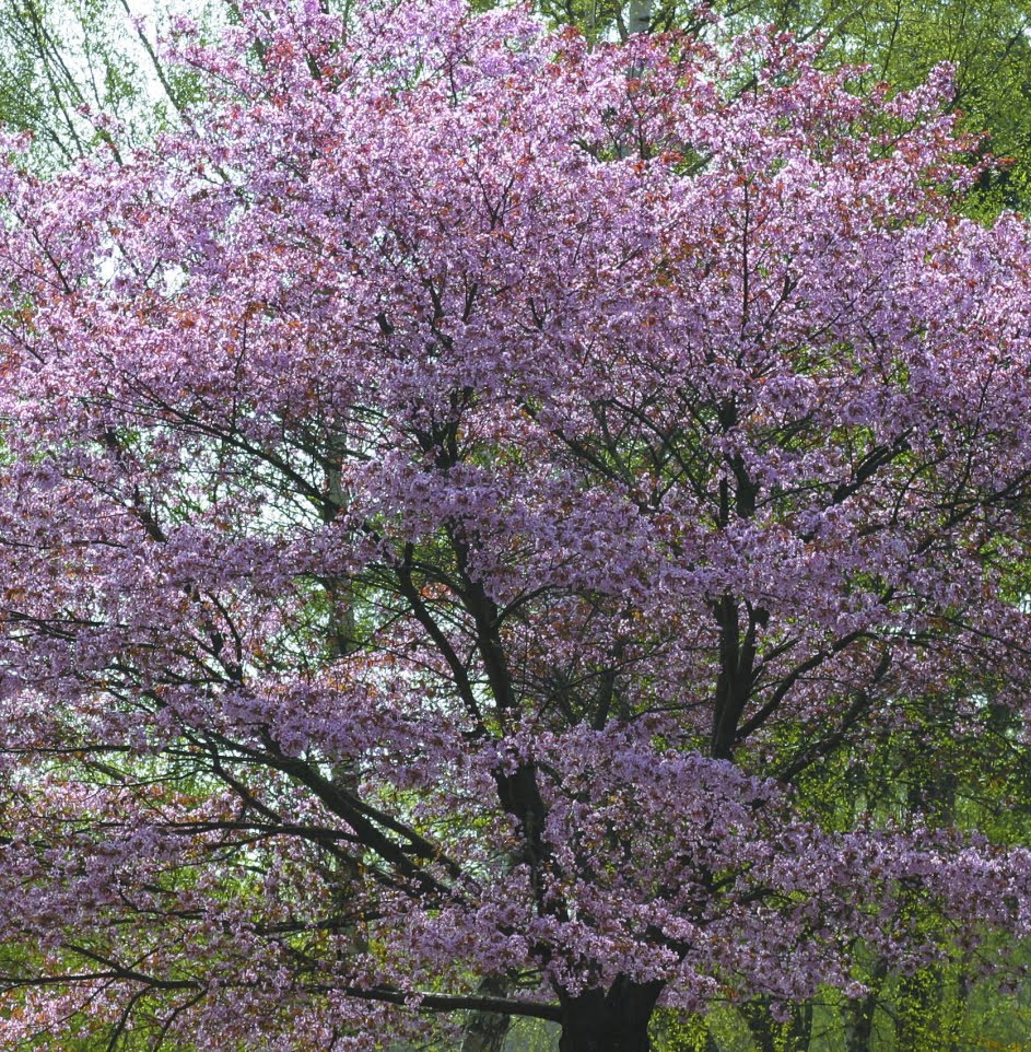 Bergkörsbär Prunus sargentii