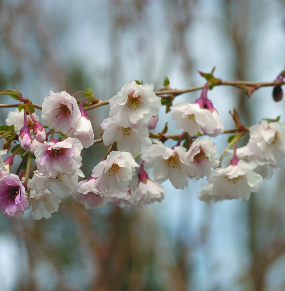 Vårkörsbär Prunus subhirtella ’Hally Jolivette’