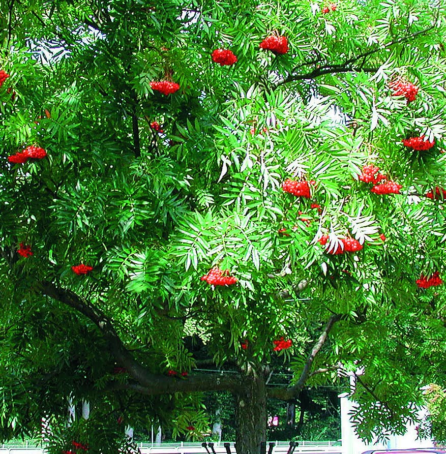 Ullungrönn Sorbus ’Dodong’