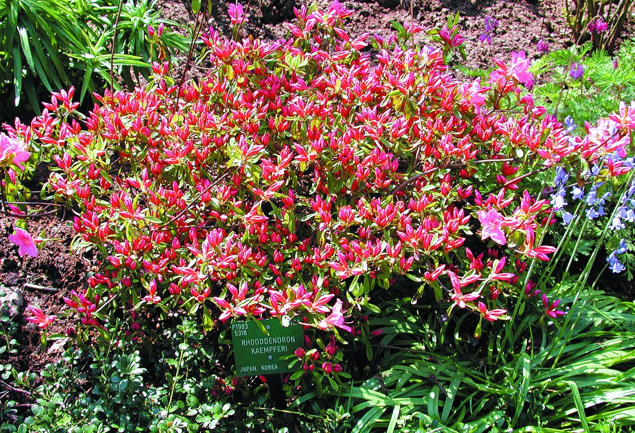 Rhod. japonica ’Kermesina’ Japansk azalea