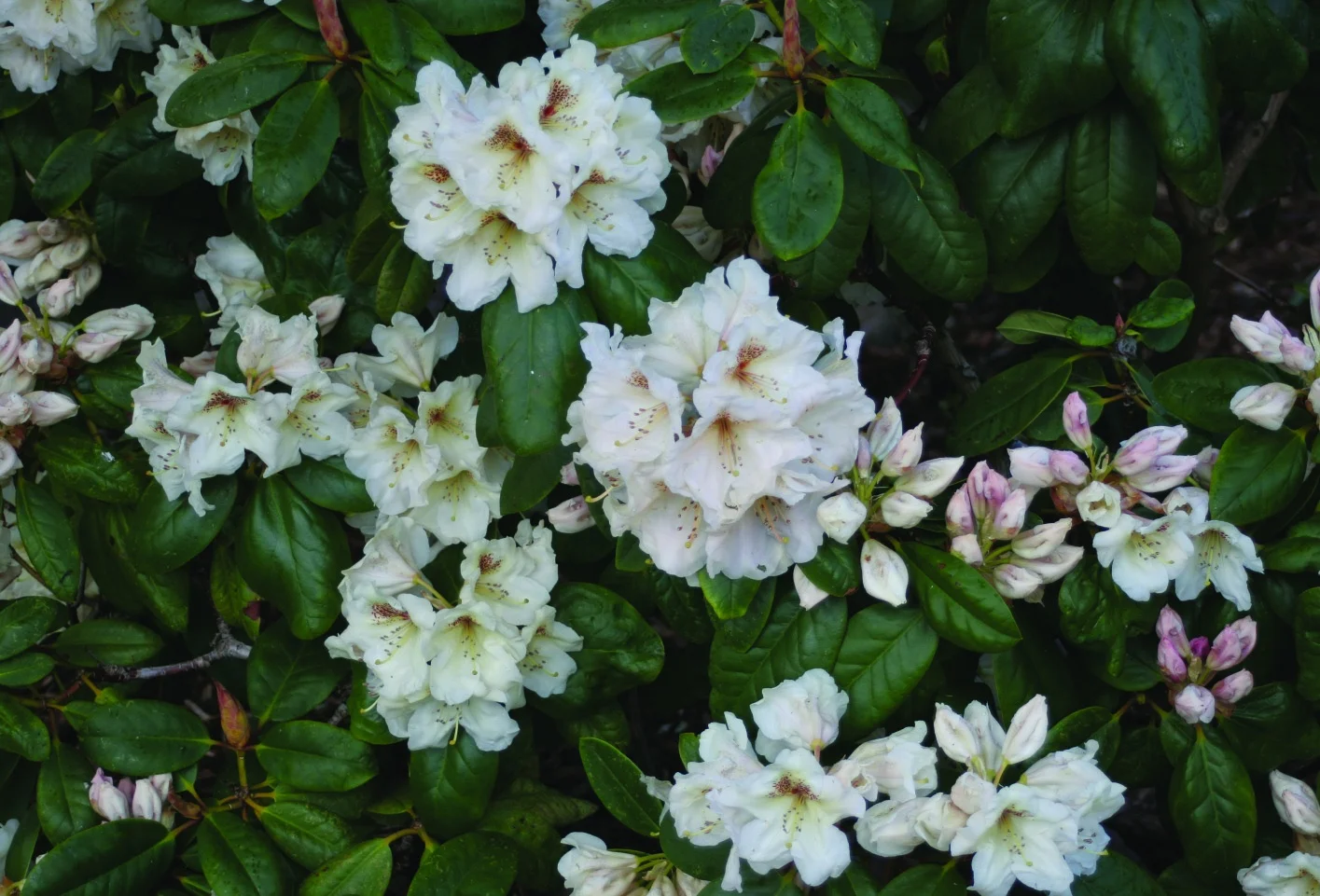 Rhododendron ‘Maharani’