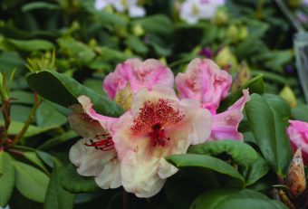 Rhododendron ‘Bernstein’