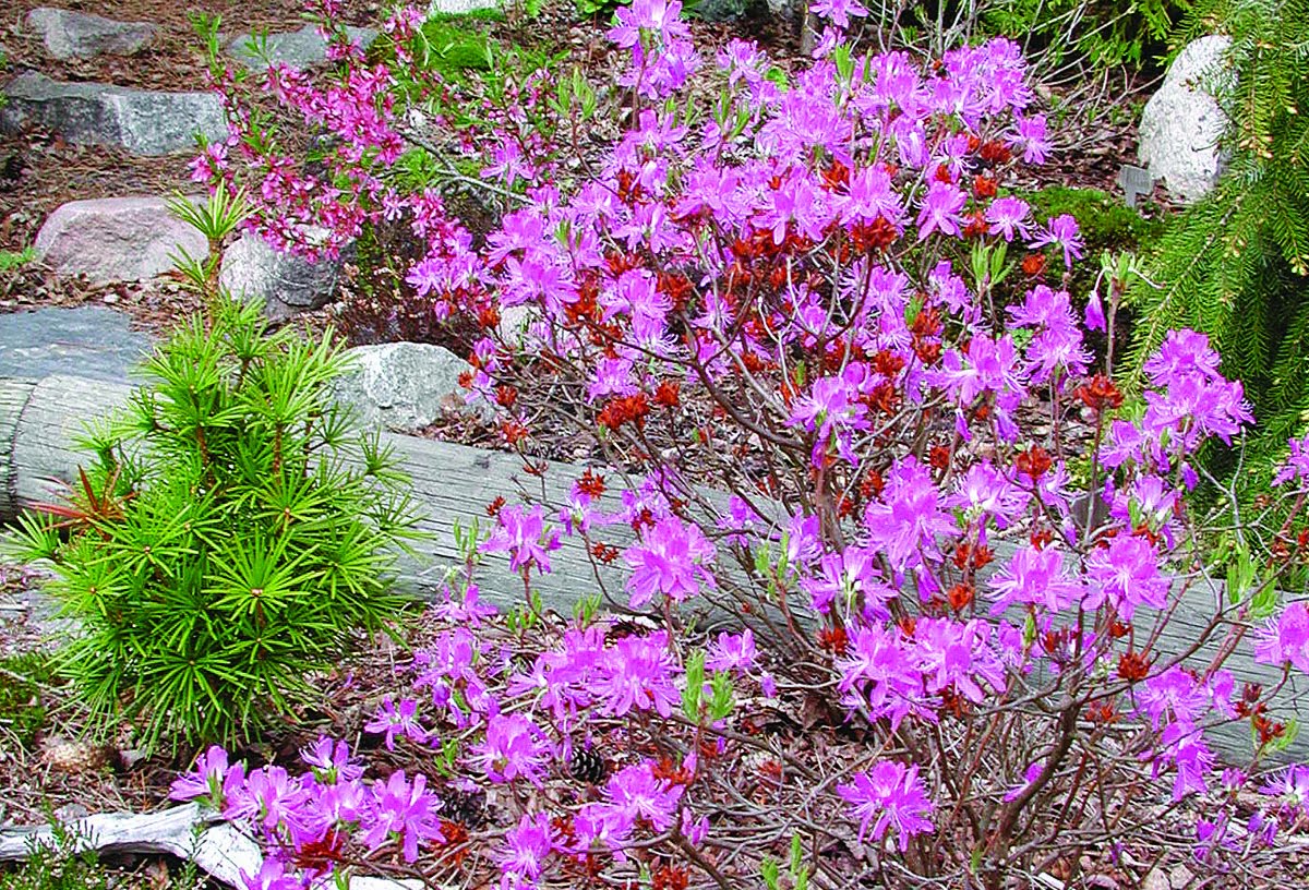 Rhododendron canadense Vårazalea