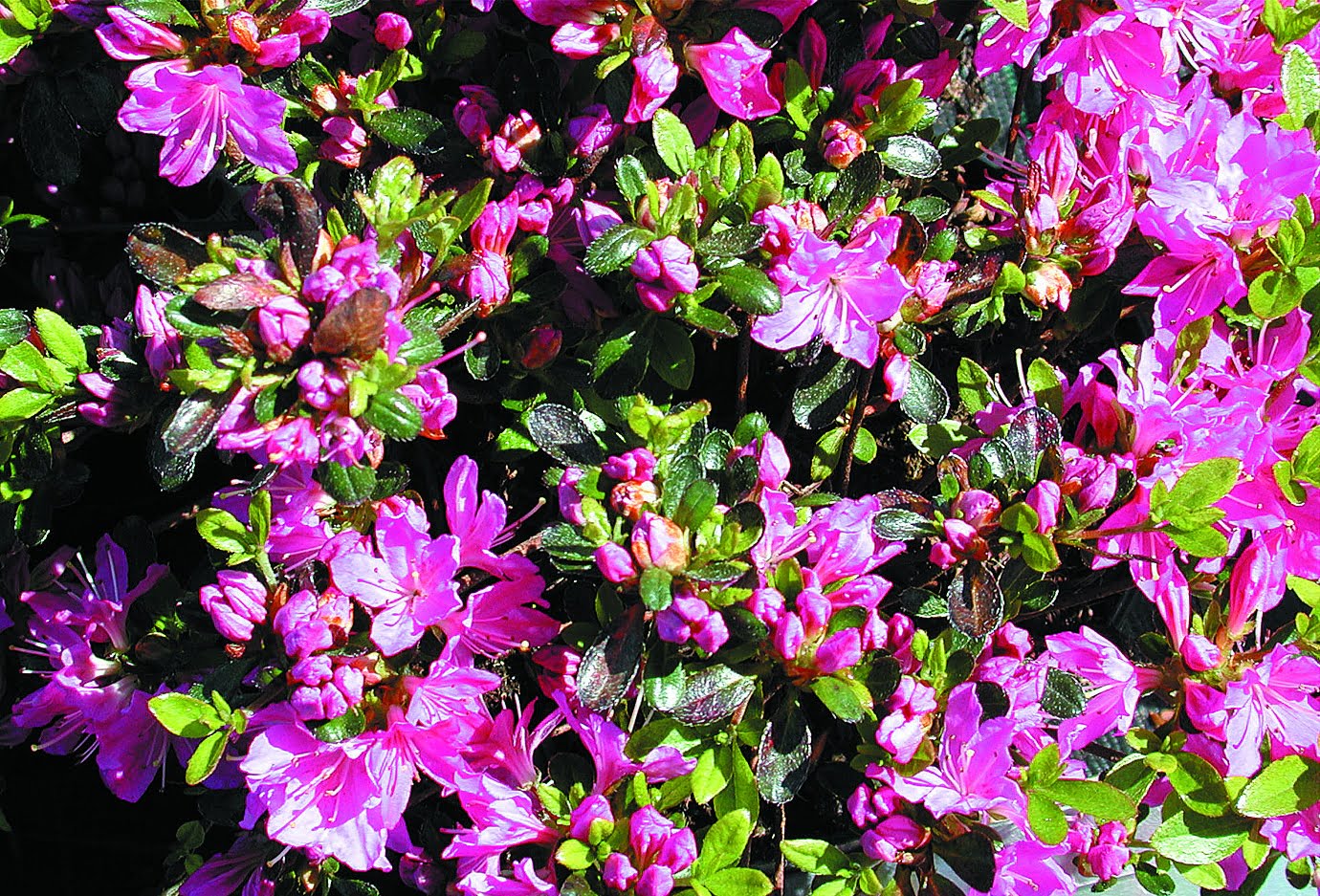 Rhododendron ‘Fumiko’ Japansk azalea