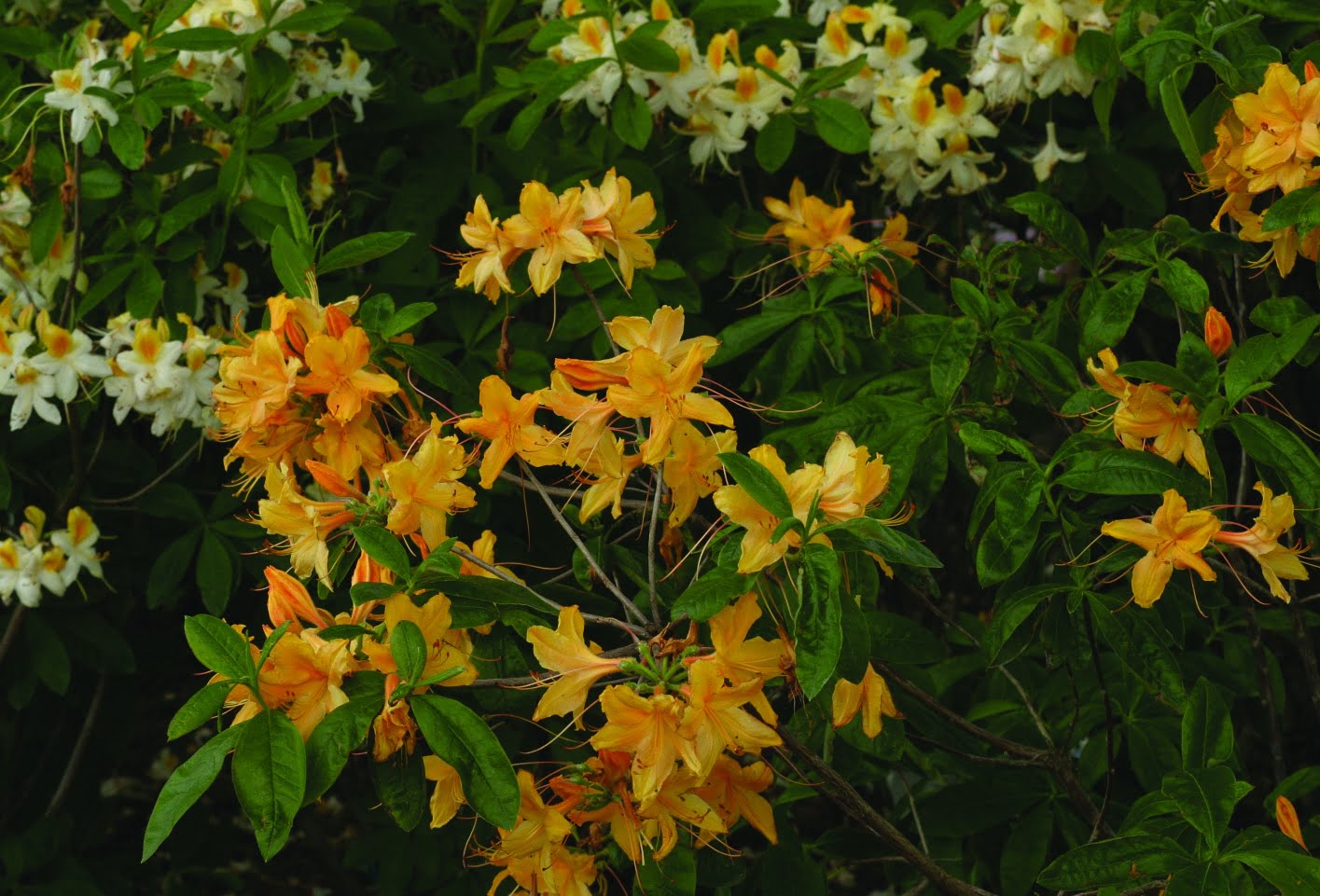 Rhododendron ‘Golden Lights’ Azalea