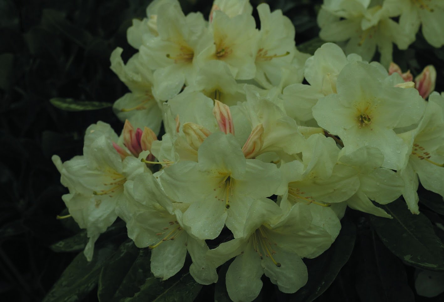 Rhododendron ‘Goldfort’