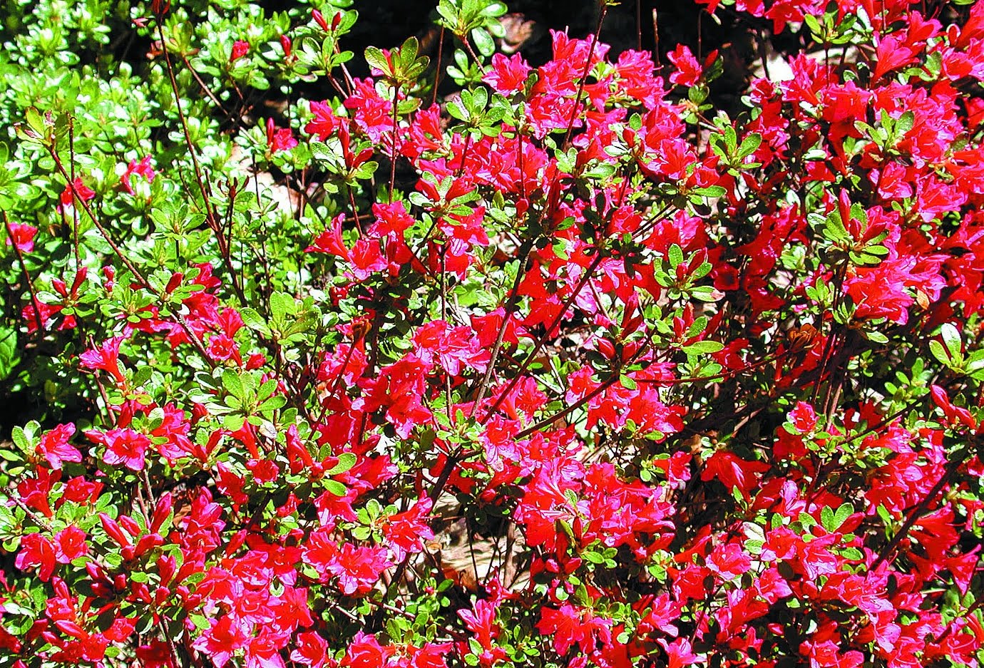 Rhododendron‘Hino Crimson’ Japansk azalea