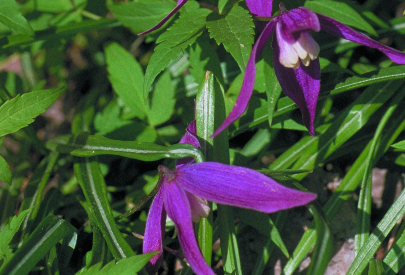 Alpklematis ‘Violet Purple’ Elitväxter utvalda för din trädgård! Clematis alpina ‘Violet Purple’ E