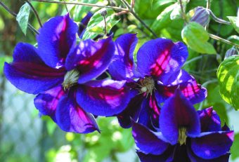 Storblommig klematis Clematis ’Star of India’