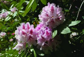 Rhododendron ‘Prince Camille de Rohan’