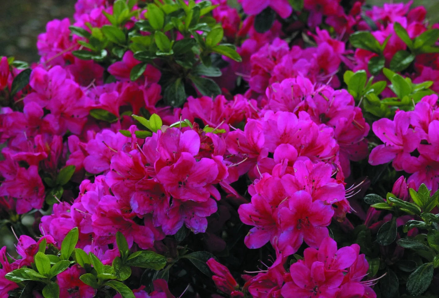 Rhododendron‘Purpurkissen’ Japansk azalea