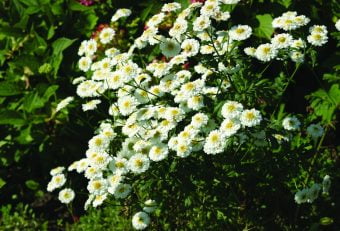 Vitpytta Achillea ptarmica multiplex