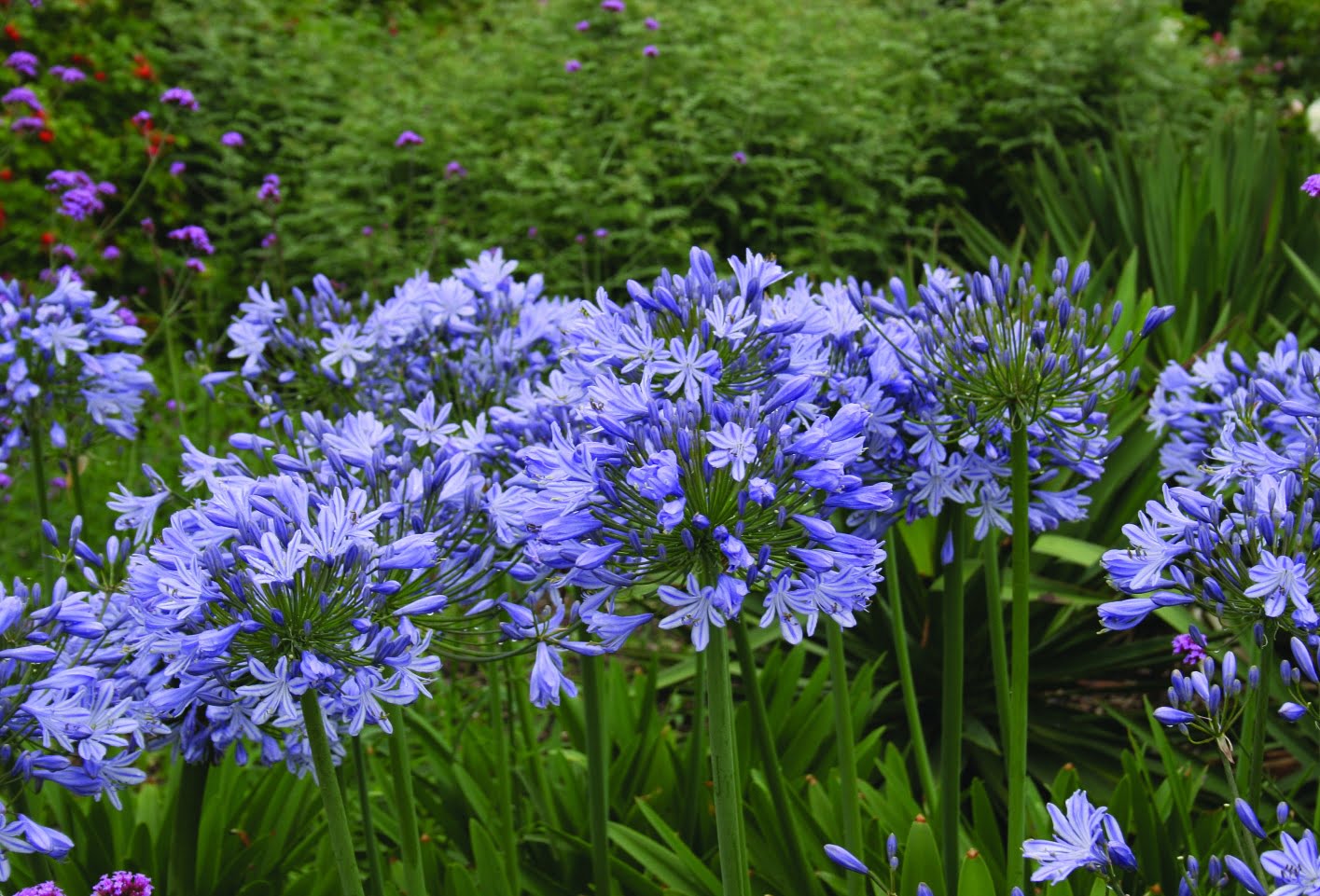 Afrikas blå lilja Agapanthus ‘Loch Hope’