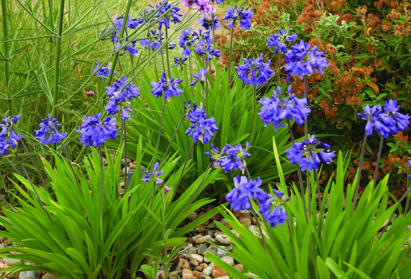 Afrikas blå lilja Agapanthus ‘Windlebrook’