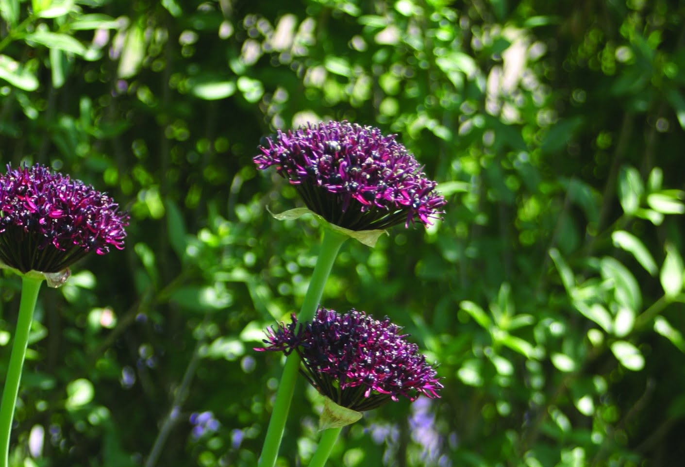 Vinlök Allium atropurpureum
