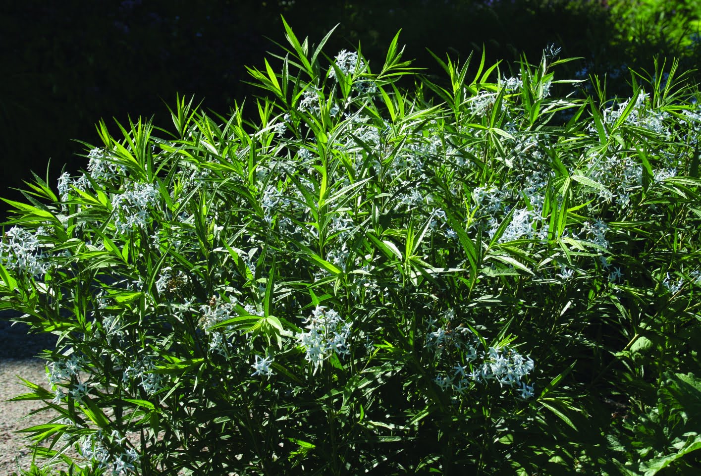 Amsonia Amsonia tabernaemontana salicifolia
