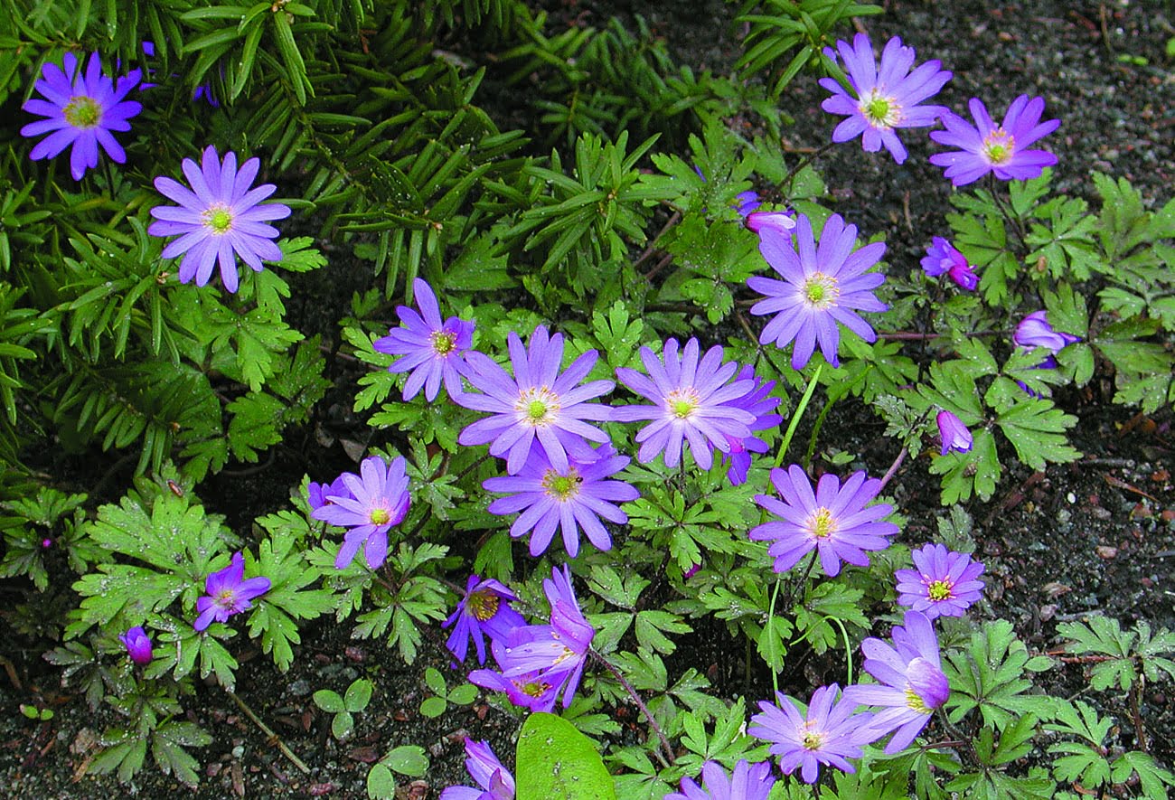 Balkansippa Anemona blanda ‘Violet Star’