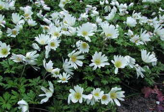Balkansippa Anemone blanda ‘White Splendour’
