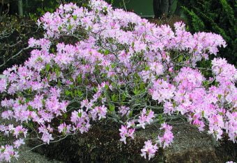 Rhod. schlippenbachii Koreansk azalea