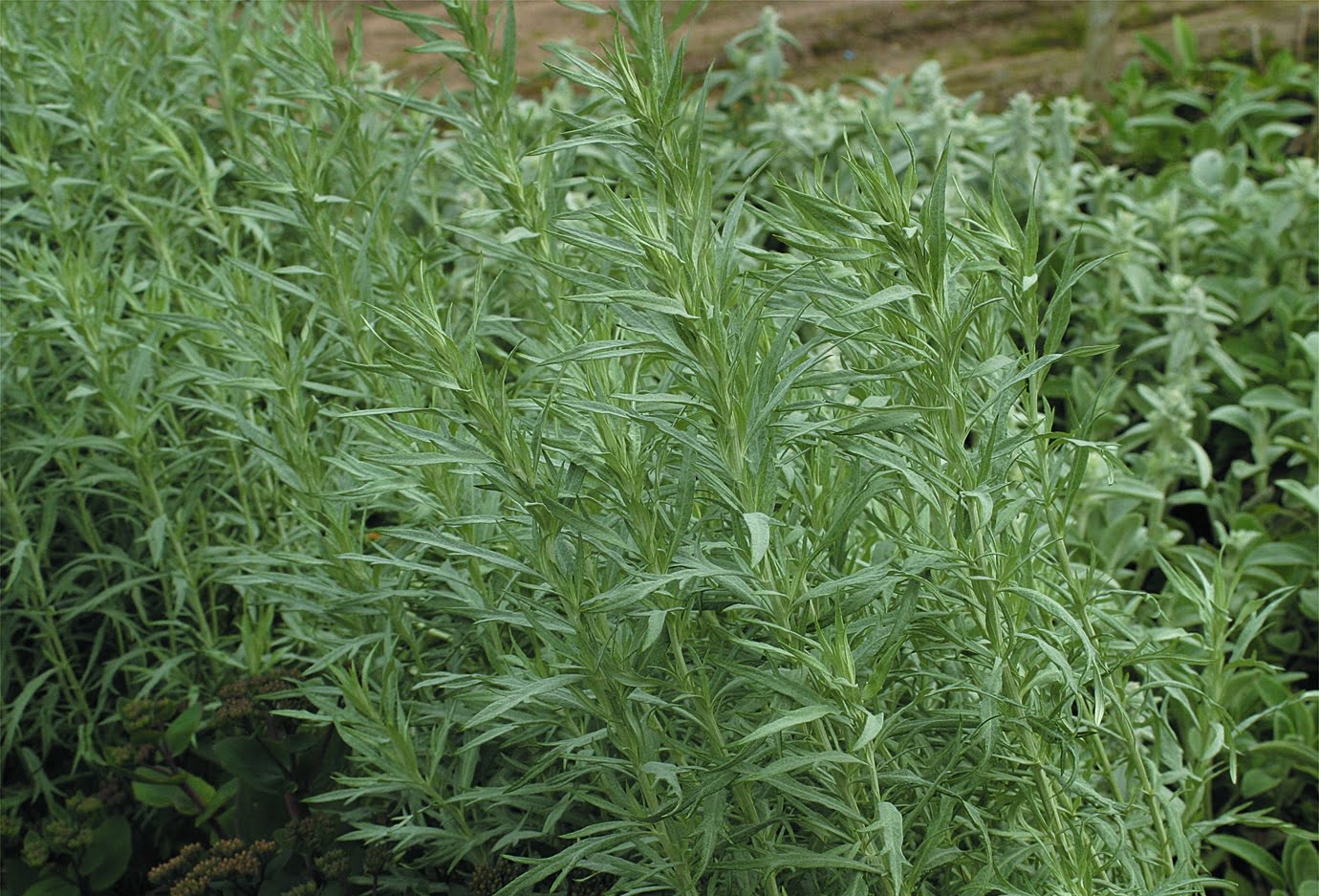 Vit malört Artemisia ludoviciana ‘Silver Queen’