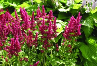 Astilbe Astilbe ‘Gertrud Brix’