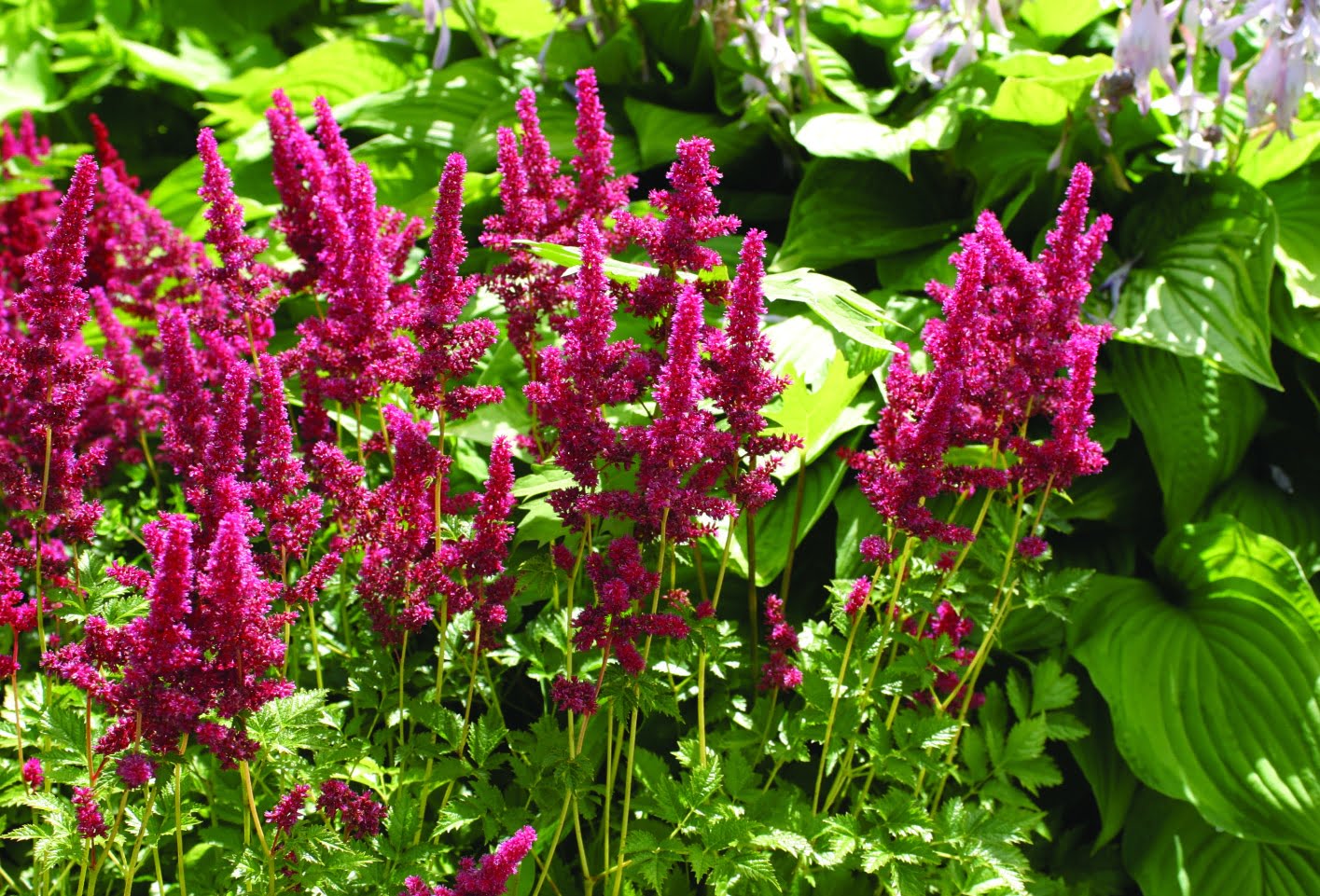 Astilbe Astilbe ‘Gertrud Brix’