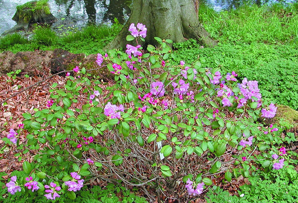 Rhododendron williamsianum ’Vater Böhlje’