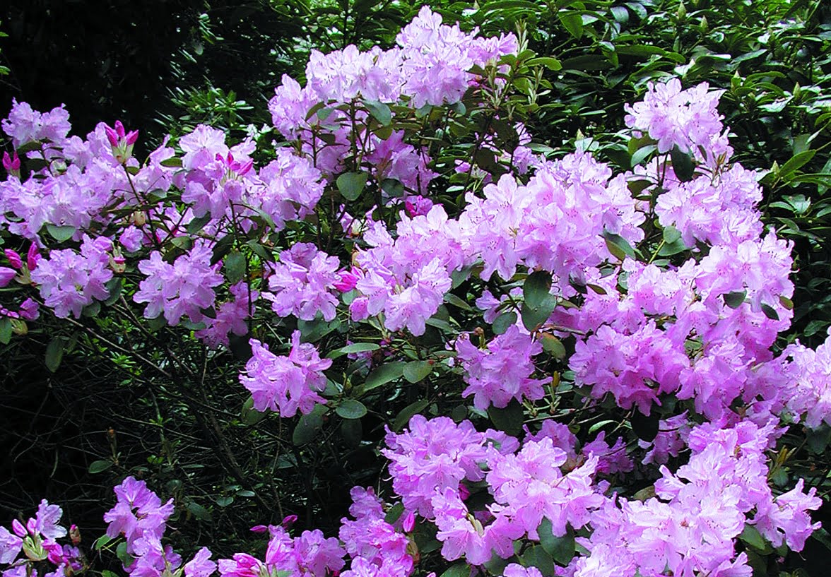 Rhododendron williamsianum ’Moerheim´s Pink’