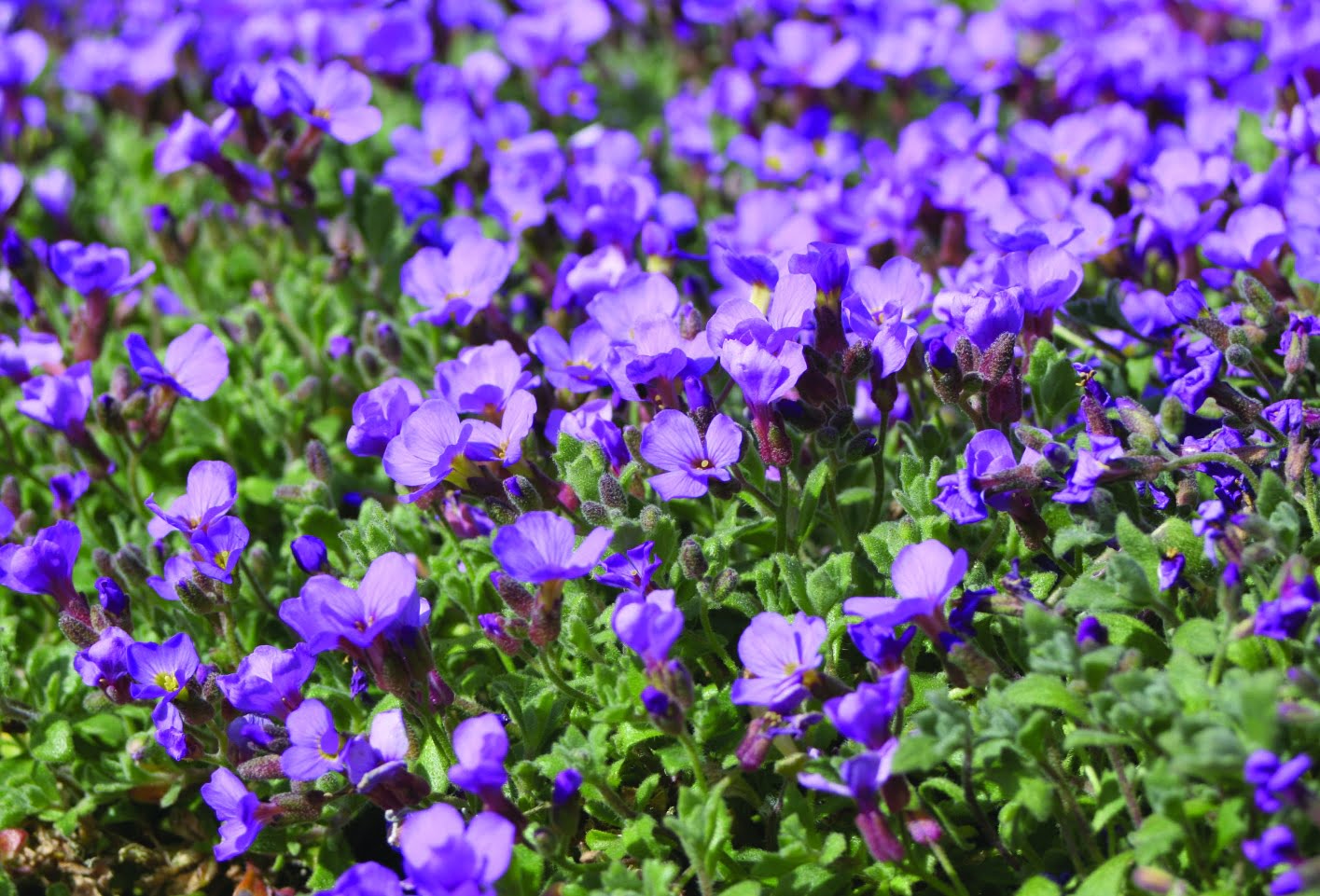 Aubrietia Aubrieta cultorum ‘Tauricola’