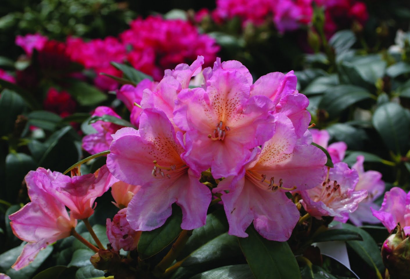Rhododendron yakushim. ‘Percy Wiseman’