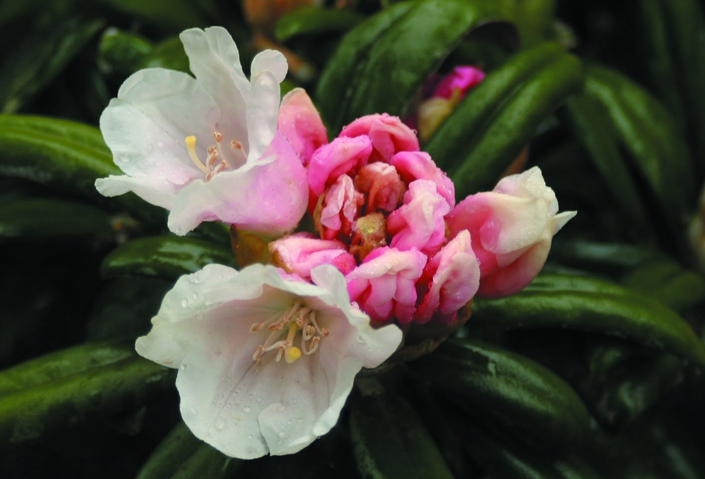 Rhododendron yakushim. ‘Edelweiss’