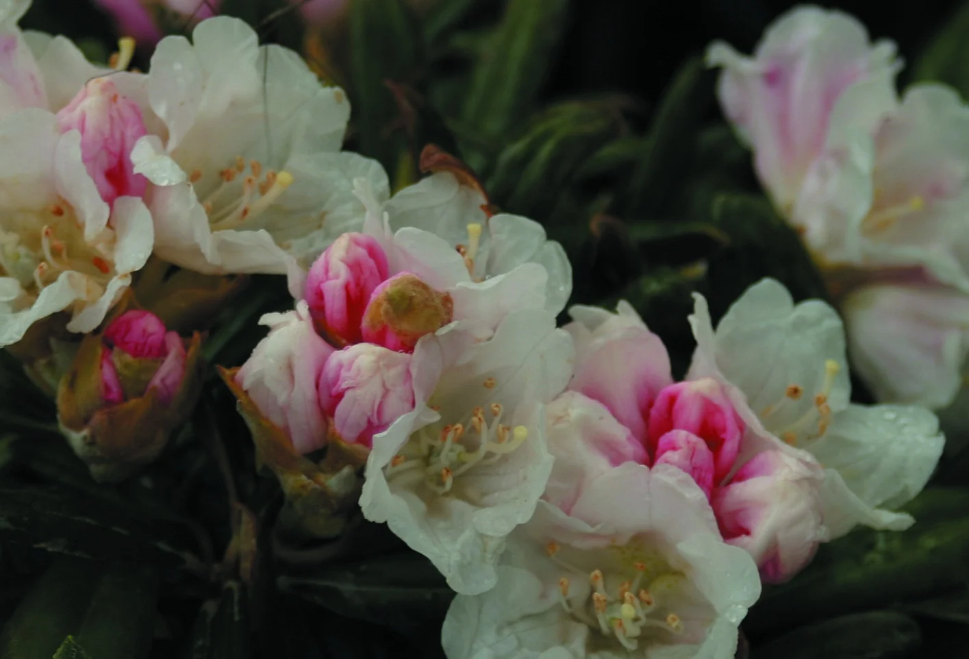Rhododendron yakushimanum ’KoichiroWada’