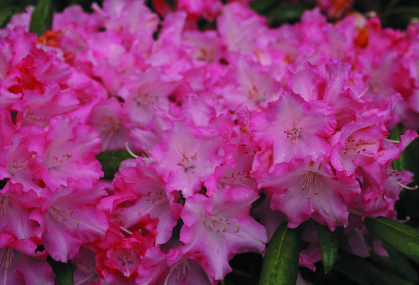 Rhododendron yakushim. ‘Emanuela’