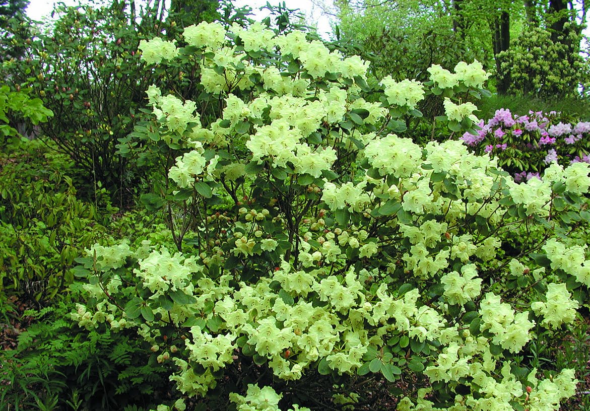 Rhododendron yakushimanum ’Flava’