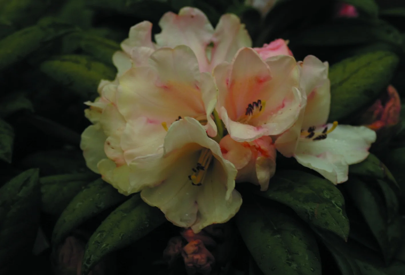 Rhododendron yakushimanum ‘Grumpy’