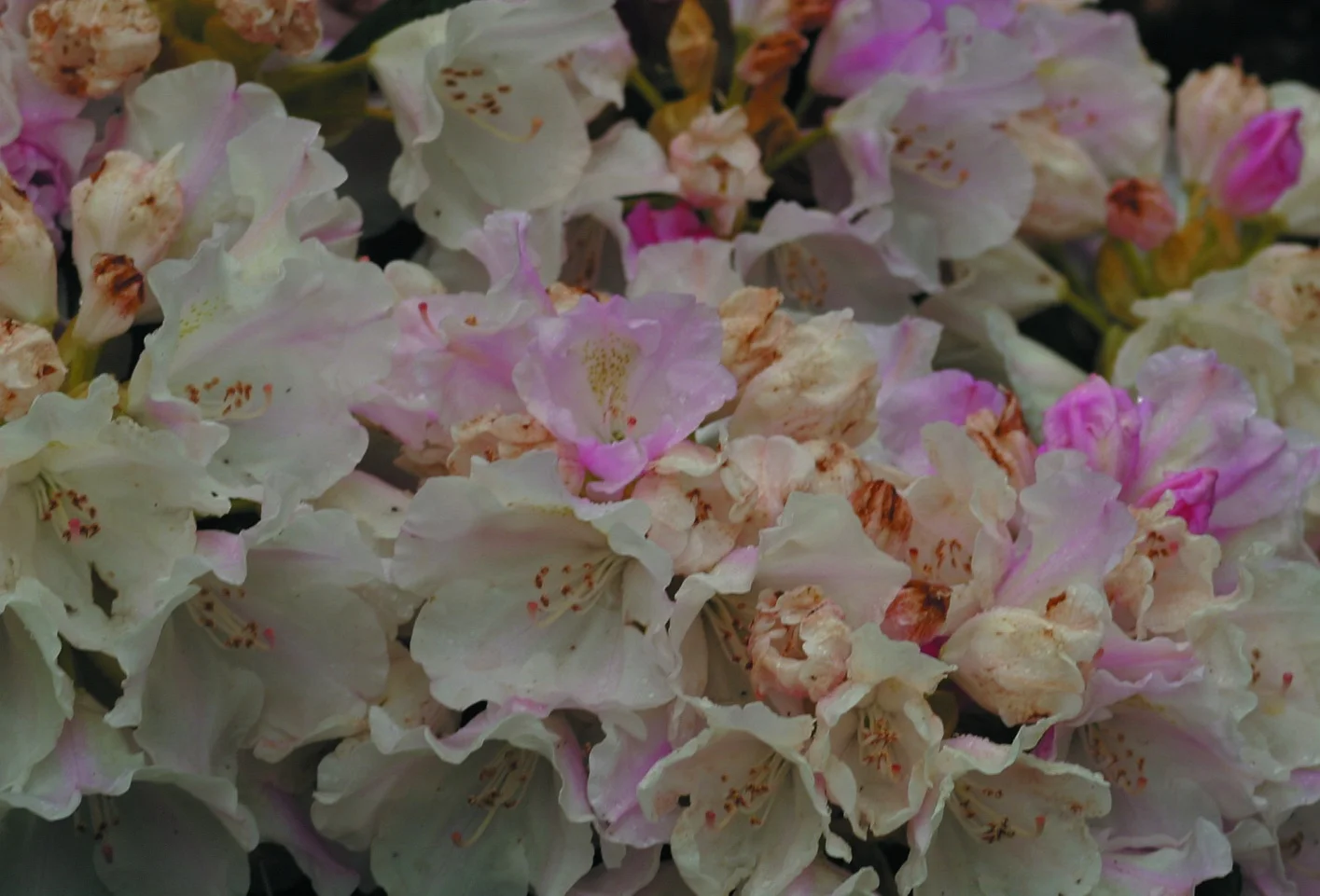 Rhododendron yakushimanum ‘Mist Maiden’