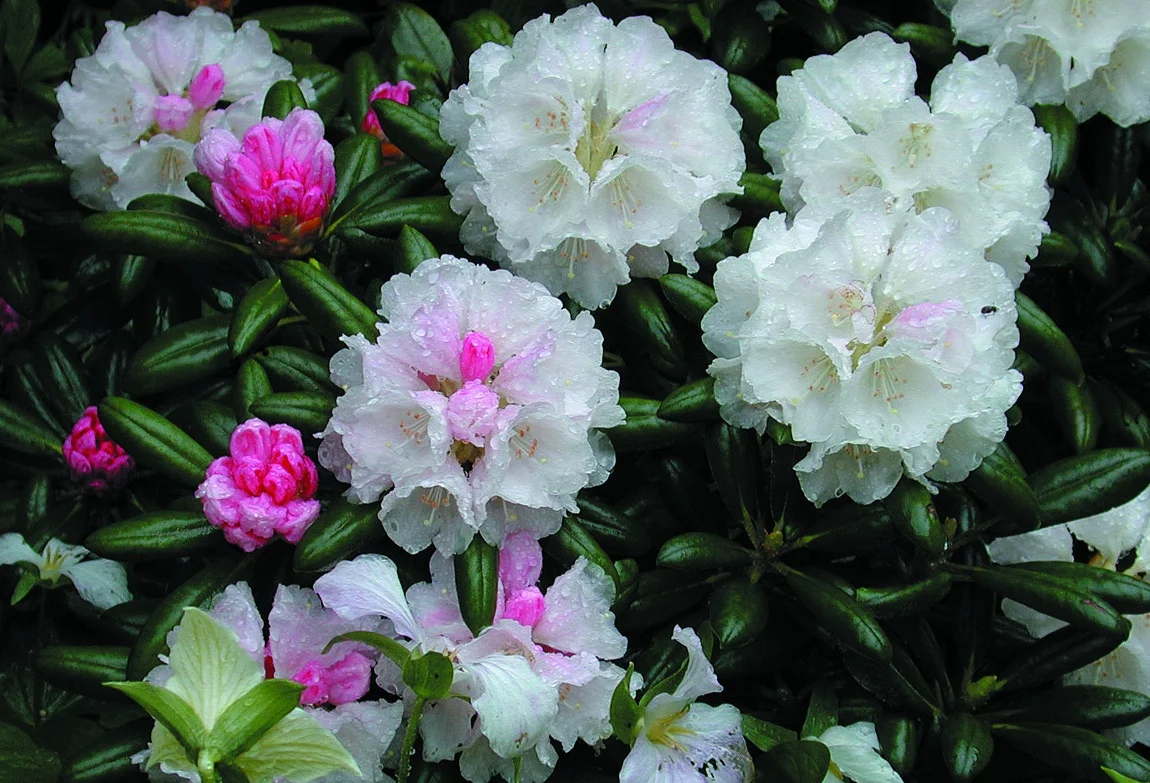 Rhododendron yakushimanum ’Polaris’
