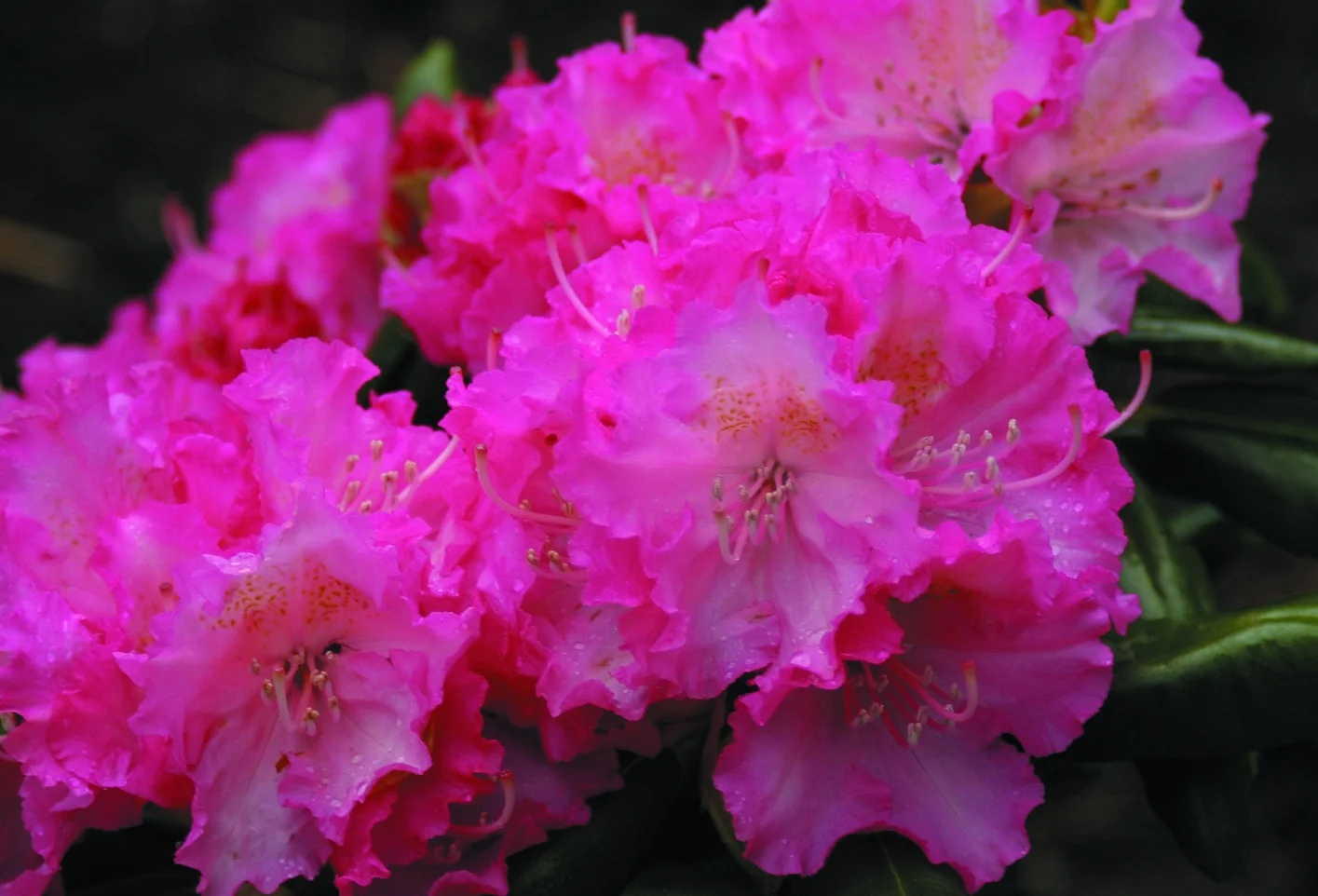 Rhododendron yakushimanum ‘Rosita’